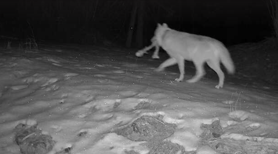 Deer cam 02 - Copy.png
