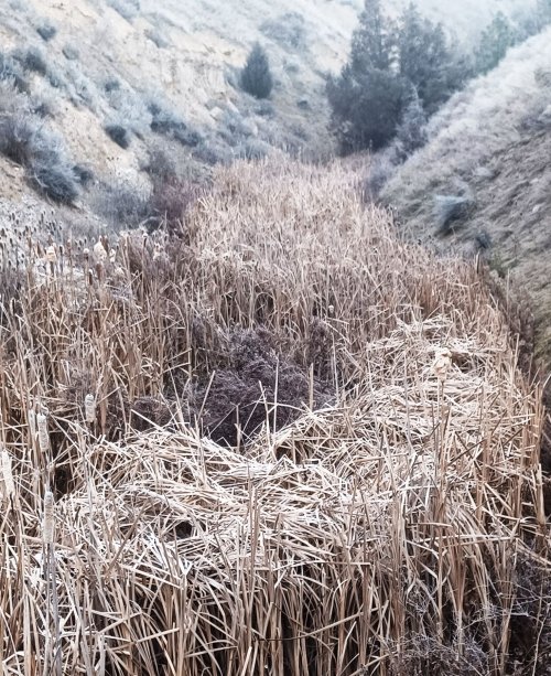 cattails_MT.jpg cattails_MT.jpg