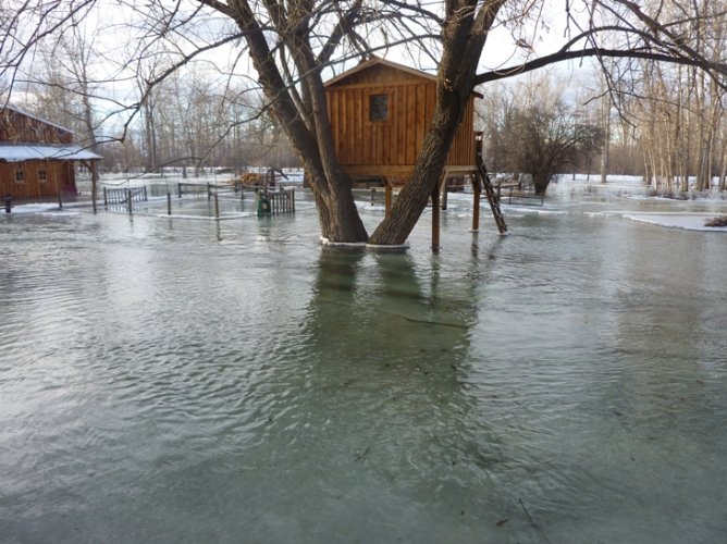 Frozen tree house.JPG