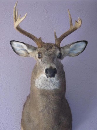 Bad-taxidermy-whitetail-eye.jpg