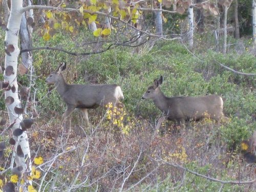 mule deer 2.jpg