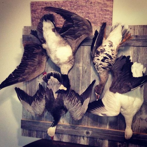 Goose Mount.jpg