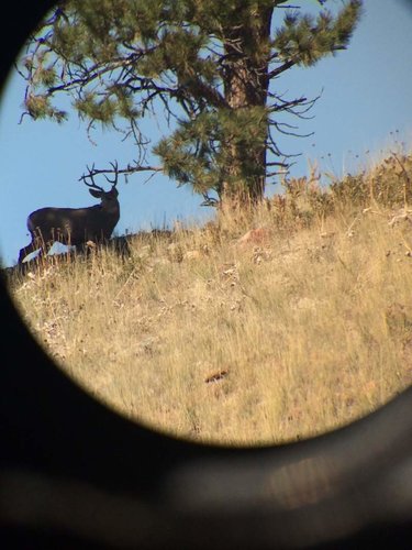 Deer 5 2014.jpg