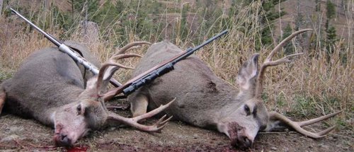 2014deer.jpg