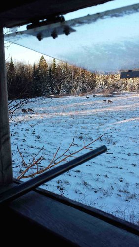 Deer Field (1).jpg Deer Field (1).jpg