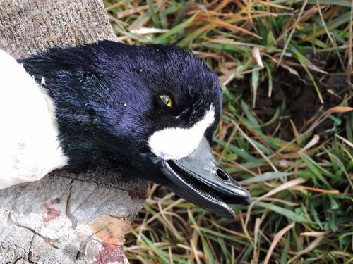 HT Golden eye drake.jpg HT Golden eye drake.jpg