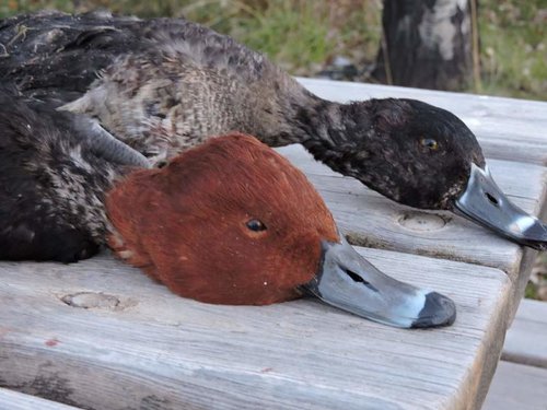 HT Redhaed+Ringneck.jpg HT Redhaed+Ringneck.jpg