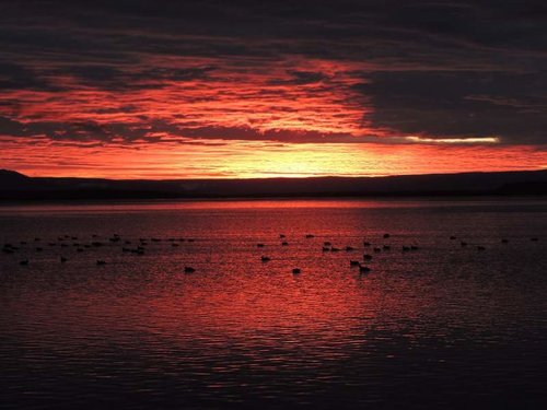HT Sunrise ducks.jpg HT Sunrise ducks.jpg