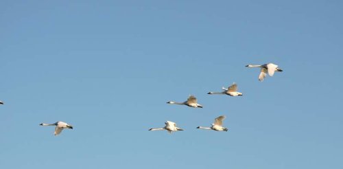 HT swans.jpg HT swans.jpg