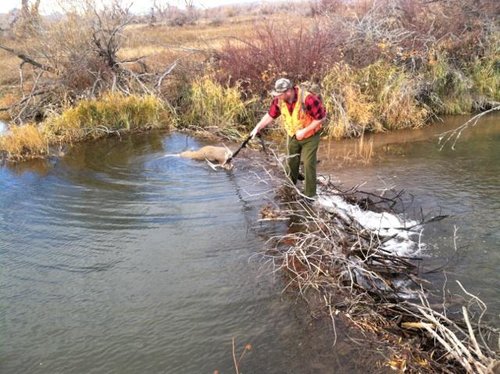 Beaver Dam Buck3.jpg