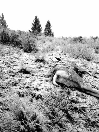 deer.jpg deer.jpg