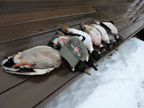 HT Ducks+HT cap.jpg HT Ducks+HT cap.jpg