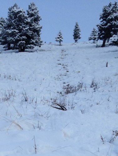 mule deer 2.jpg