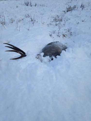 mule deer 3.jpg