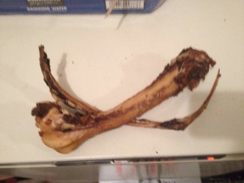 Bones.jpg Bones.jpg