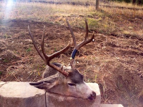 Deer.jpg Deer.jpg