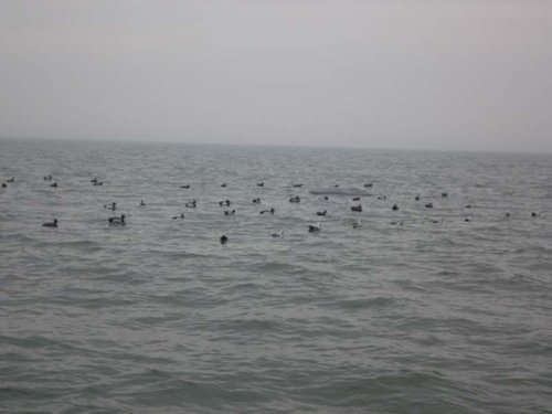 SAM_0570.jpg