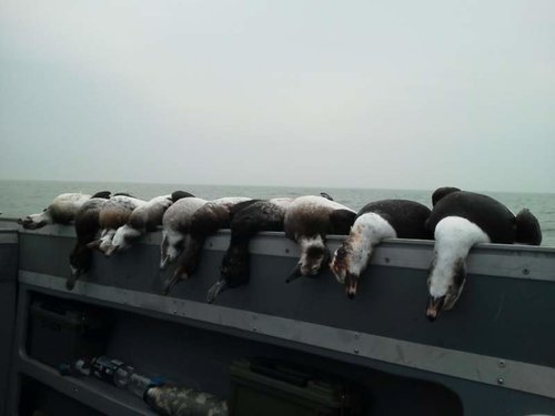 squaws3.jpg