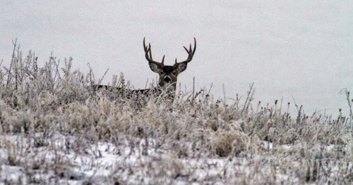 Deer1.jpg Deer1.jpg