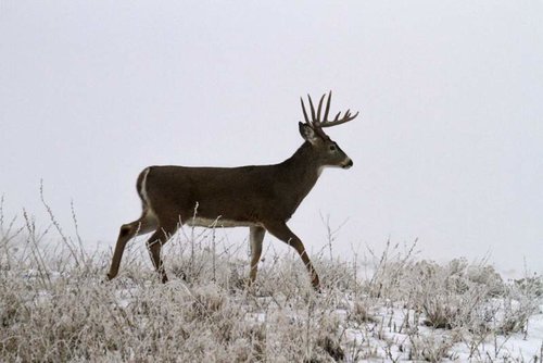 Deer2.jpg Deer2.jpg
