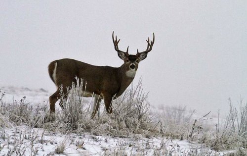 Deer3.jpg Deer3.jpg