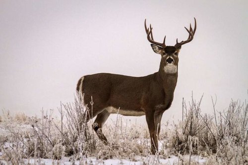 Deer4.jpg Deer4.jpg