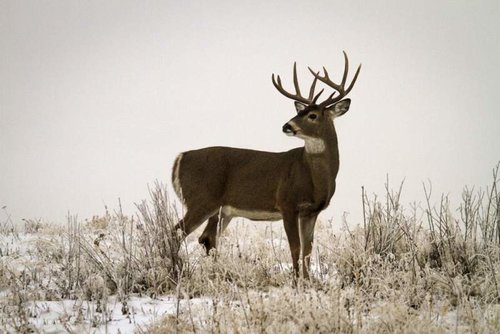Deer5.jpg Deer5.jpg