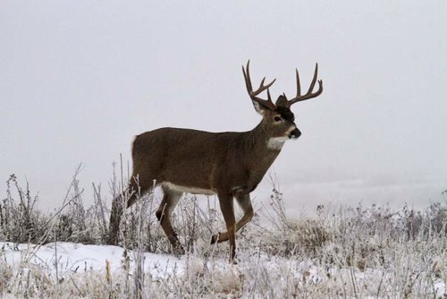 Deer6.jpg Deer6.jpg