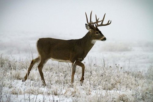 Deer7.jpg Deer7.jpg