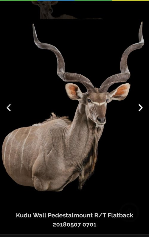 Best KUDU Taxidermy South Africa  Get KUDU Trophy Quote.jpeg