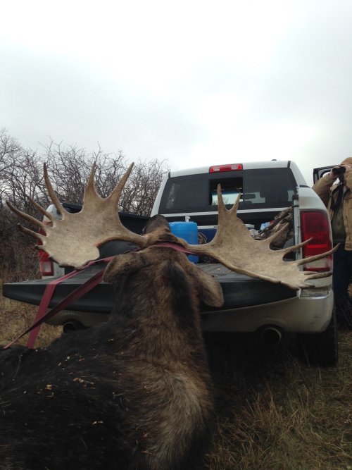 10 moose.jpg 10 moose.jpg