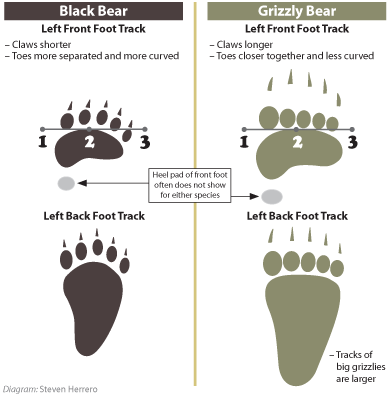 black-bear-grizzly-bear-track_id.png