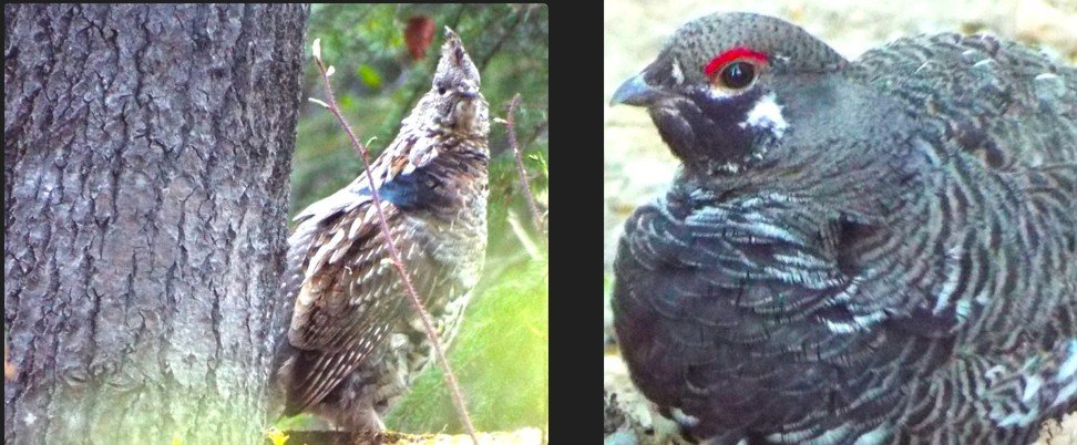 ruffed_spruce_grouse.jpg