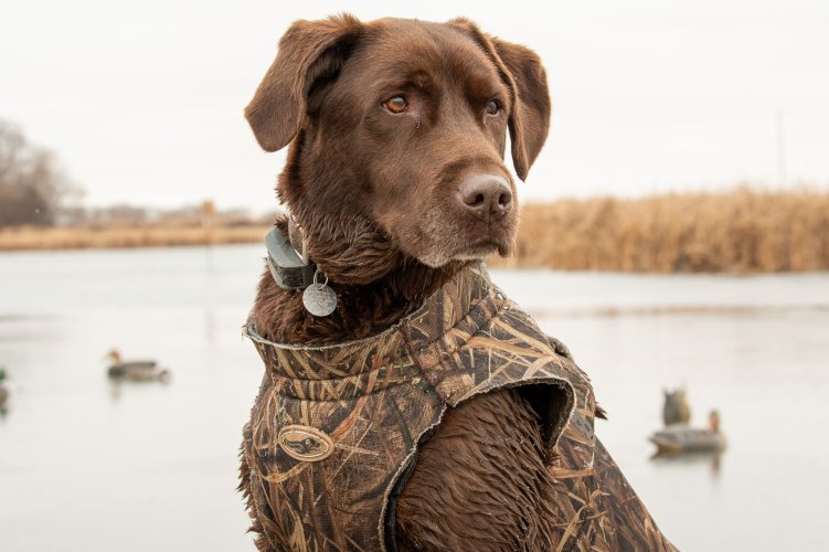 Dog Duckhunt.jpg