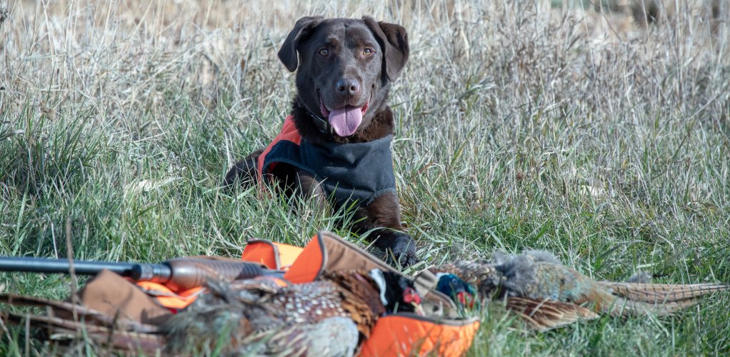 Dog Pheasant.jpg