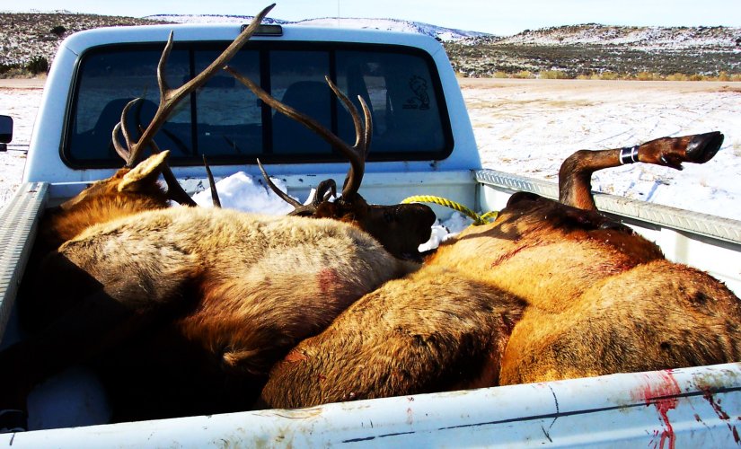 bulls in truck Joe's RFW hunt.JPG