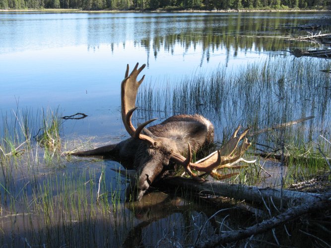 MOOSE 2010 030.jpg MOOSE 2010 030.jpg