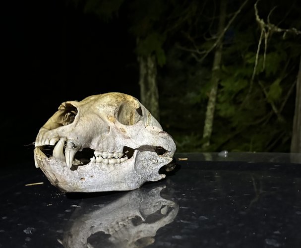 IMG_4972.jpeg