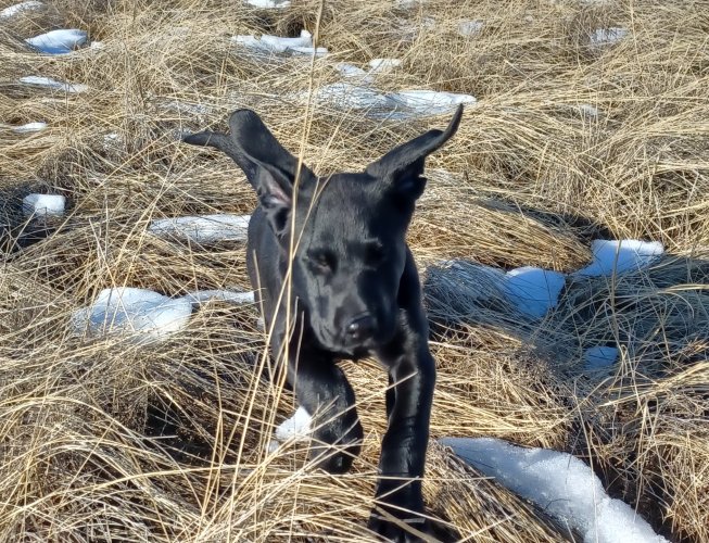 pup_returnin.jpg pup_returnin.jpg
