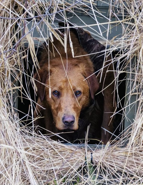 rowdy duck blind.jpeg