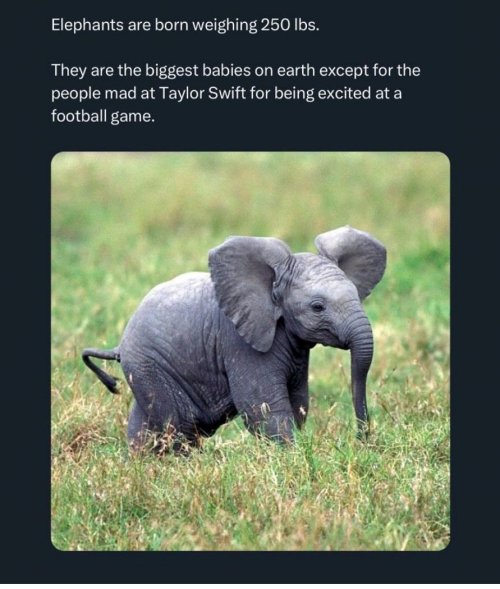 Elephant Meme.jpg Elephant Meme.jpg