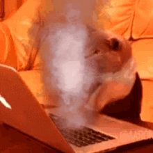 fast-cat-typing.gif fast-cat-typing.gif
