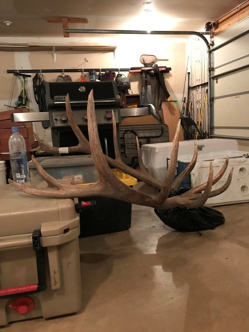 2019 Bull_7.jpg 2019 Bull_7.jpg