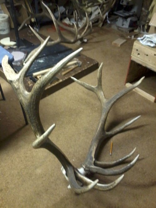 2012 elk I.jpg