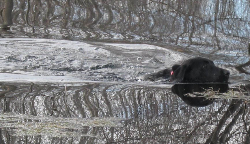 BirdieSwim.png BirdieSwim.png