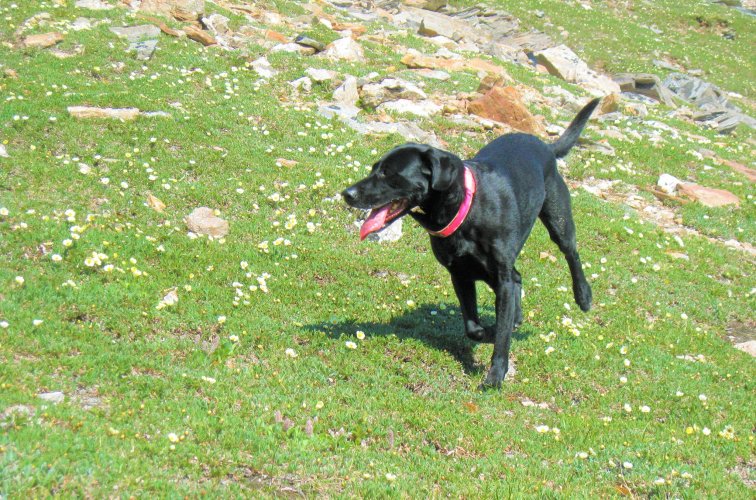 Scout_rock_ptarmigan.jpg