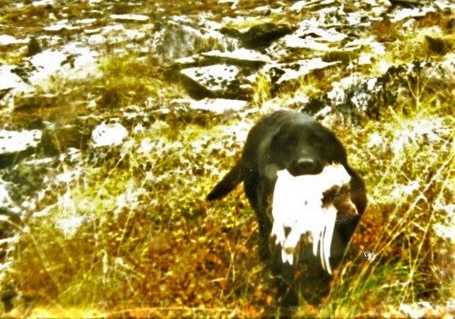 puppy_ptarmigan.jpg puppy_ptarmigan.jpg