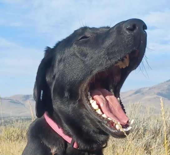 yawnresized.jpg yawnresized.jpg