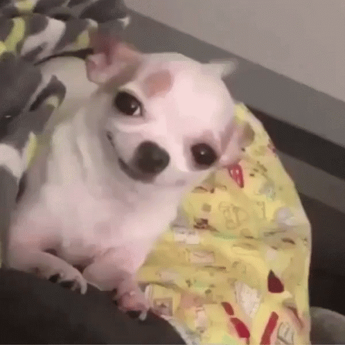 1708386087179.gif 1708386087179.gif