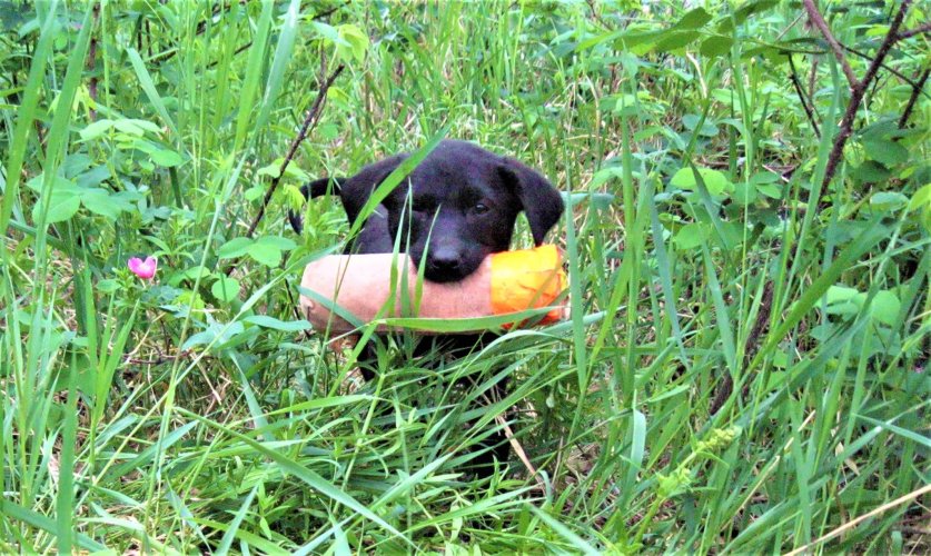 pup.jpg pup.jpg